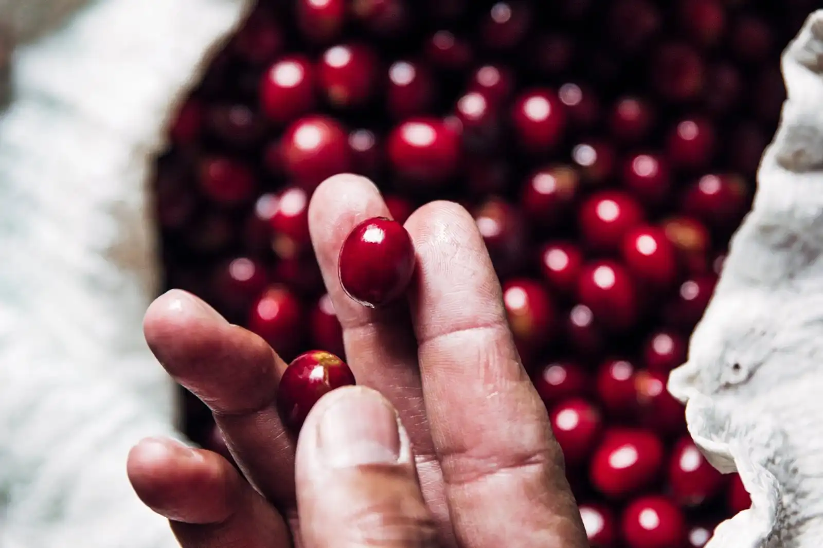 A hand holding a ripe red coffee cherry above a sack of picked cherries