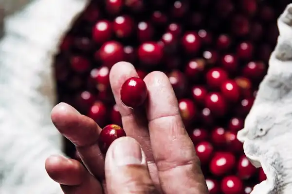A hand holding a ripe red coffee cherry above a sack of picked cherries