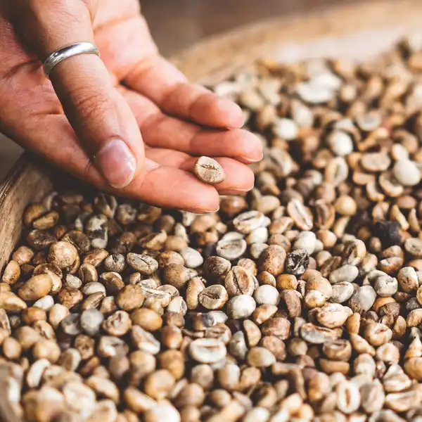 Two hands sifting pale green unroasted coffee beans in a wide basket