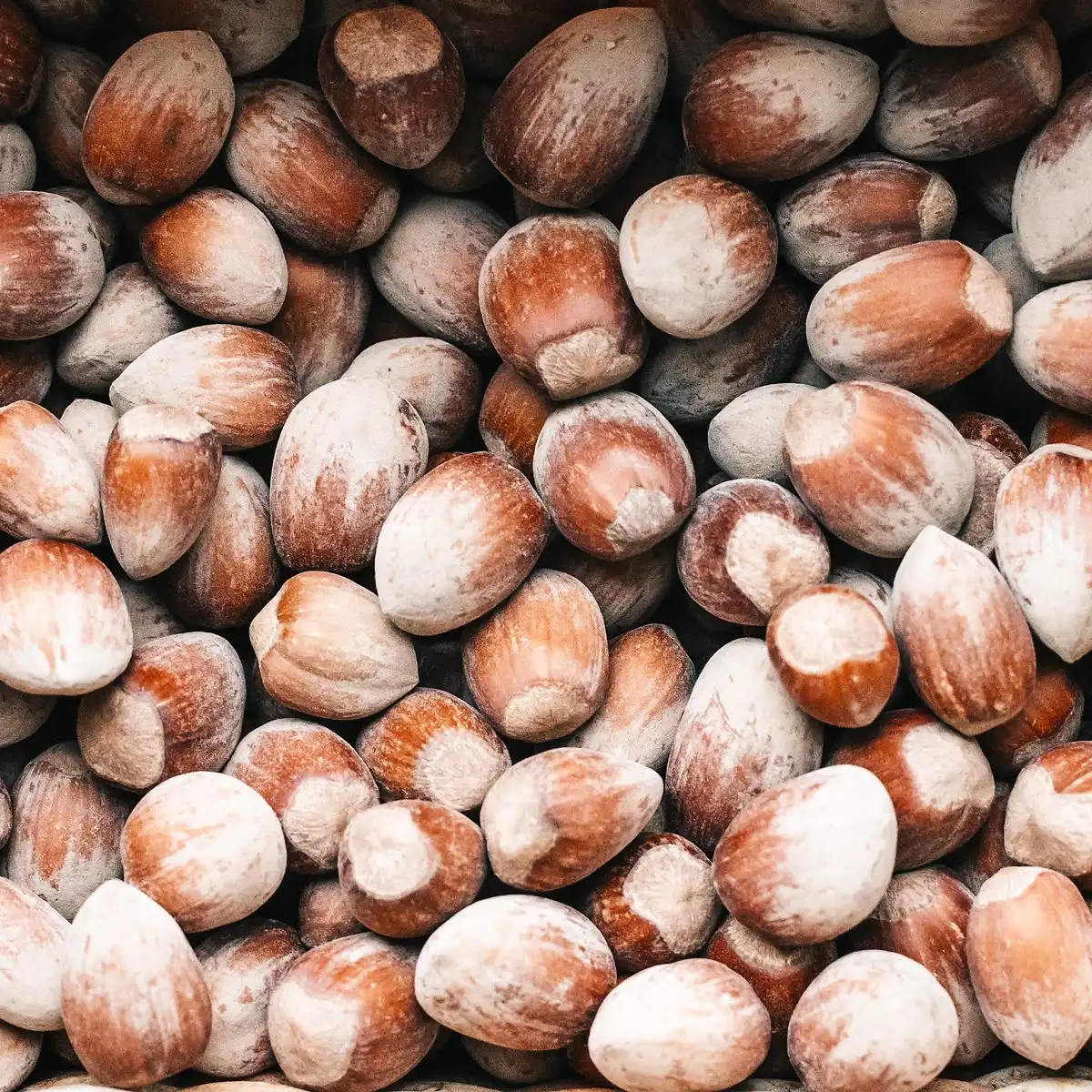 A close view of whole hazelnuts in their brown skins