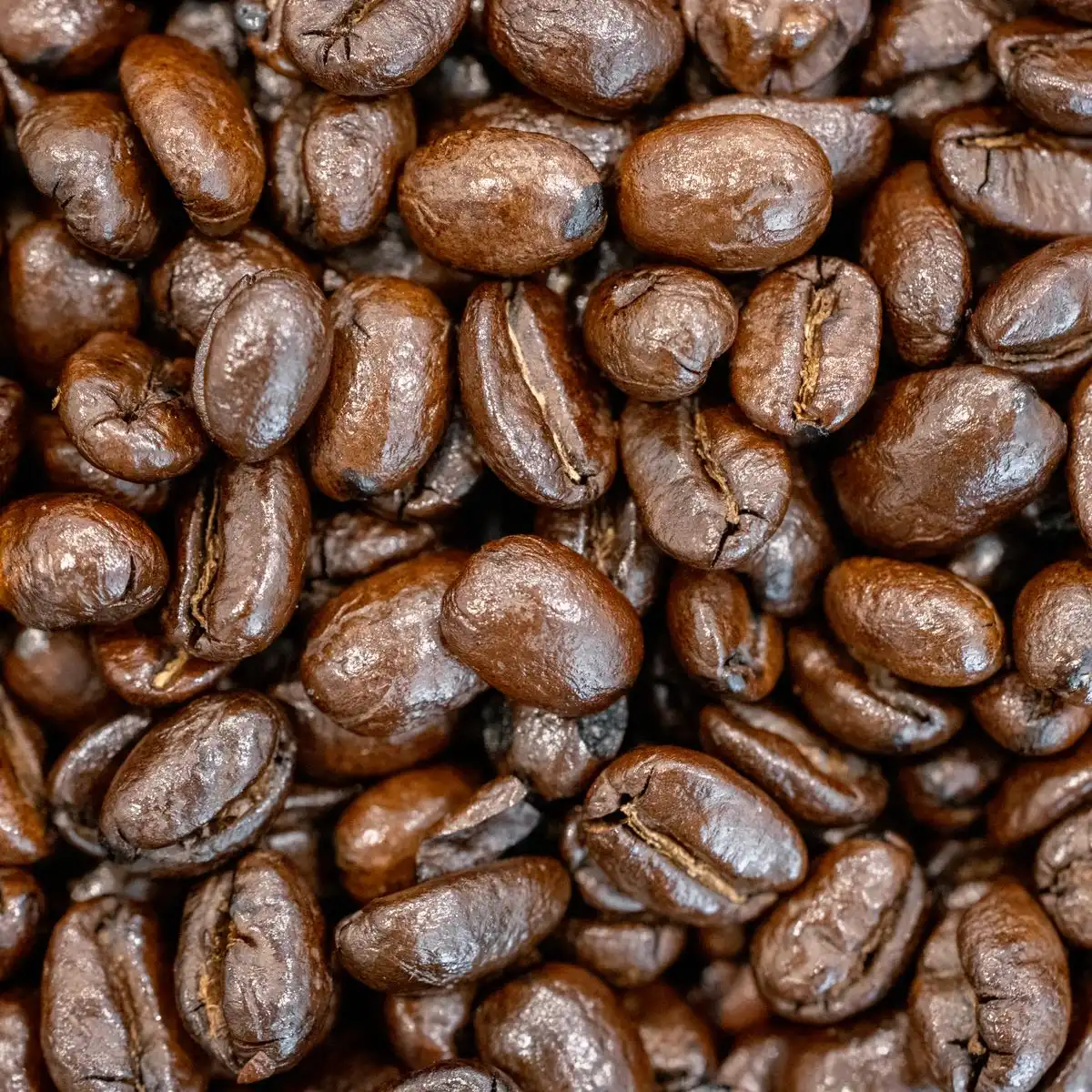 A close view of glossy dark roasted coffee beans